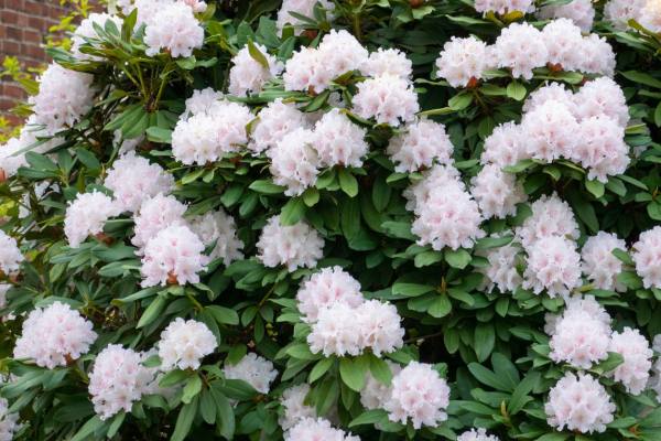 每周一花花艺,每周一朵鲜花