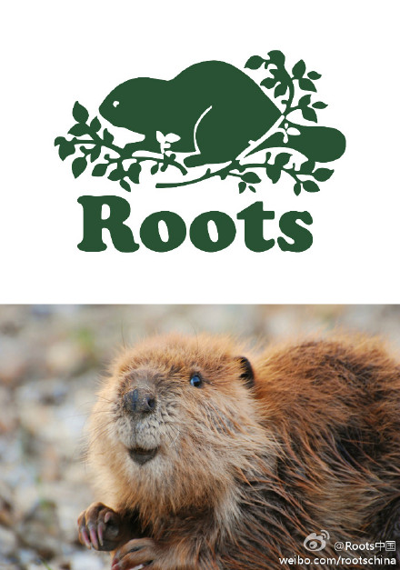 加拿大鹅股价暴跌，波司登受益？加拿大在中国品牌盘点你知道多少