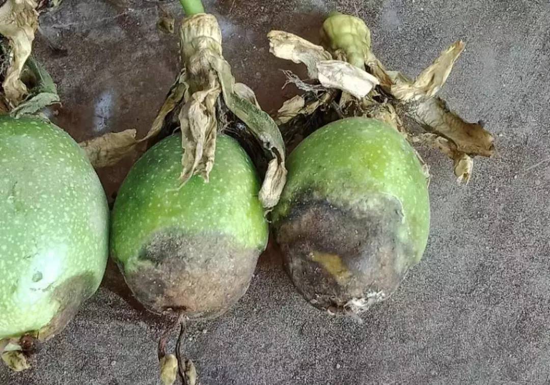 百香果黑斑病害图片,百香果下雨后病害图片视频