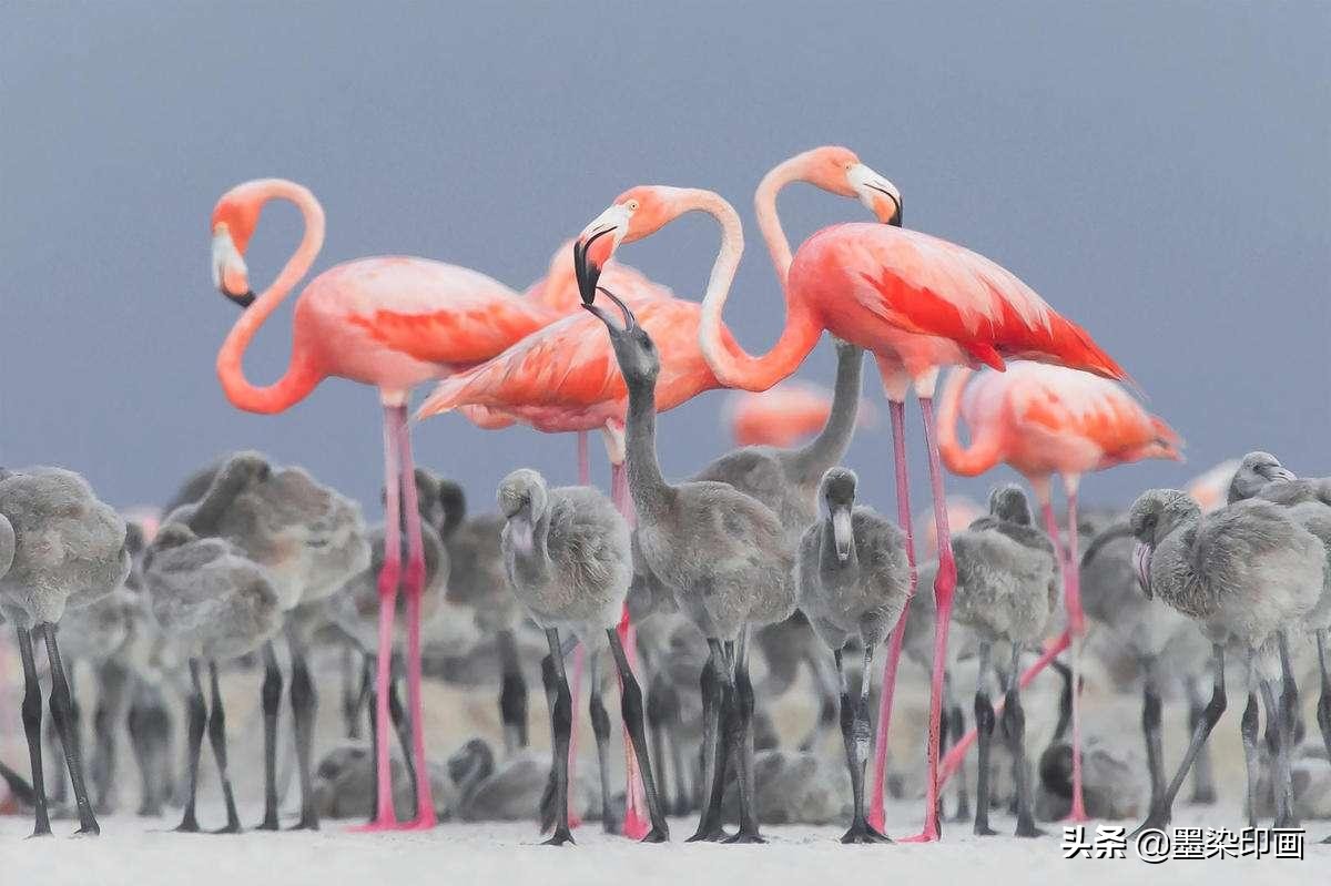 观鸟拍鸟最佳效果图,如何拍鸟这些鸟类摄影技巧要学会