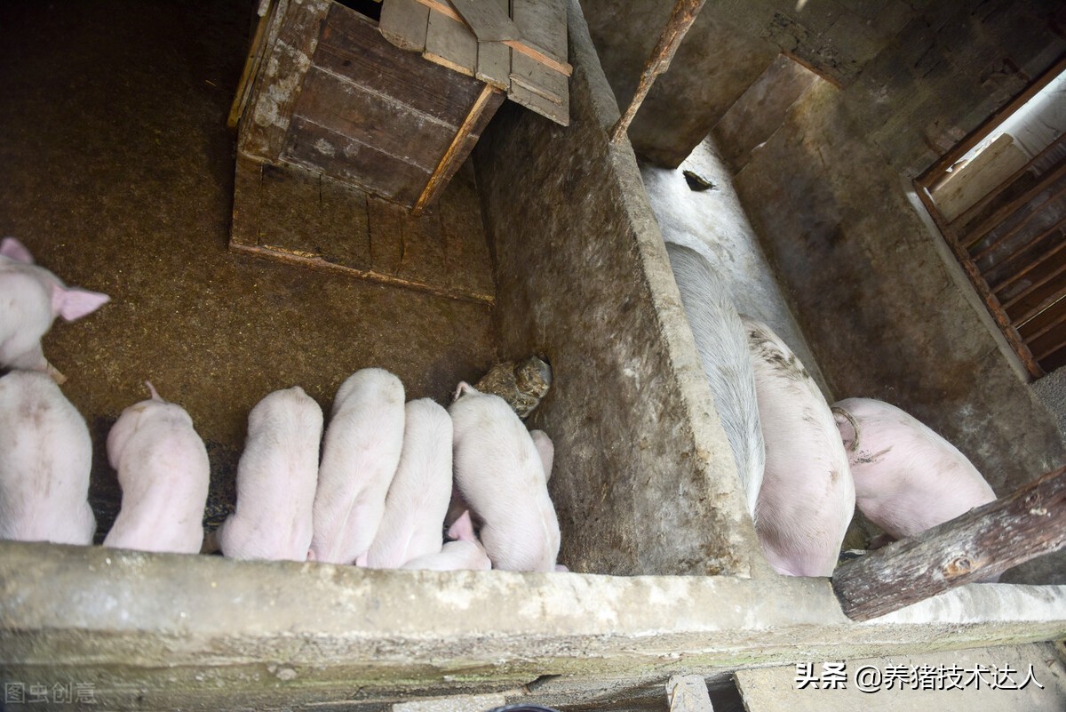 小猪拉稀用什么土方法治好,20斤小猪拉稀打庆大霉素多少剂量