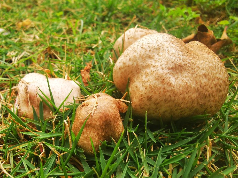 深圳宝安海滨公园游园图,深圳市娱乐场所