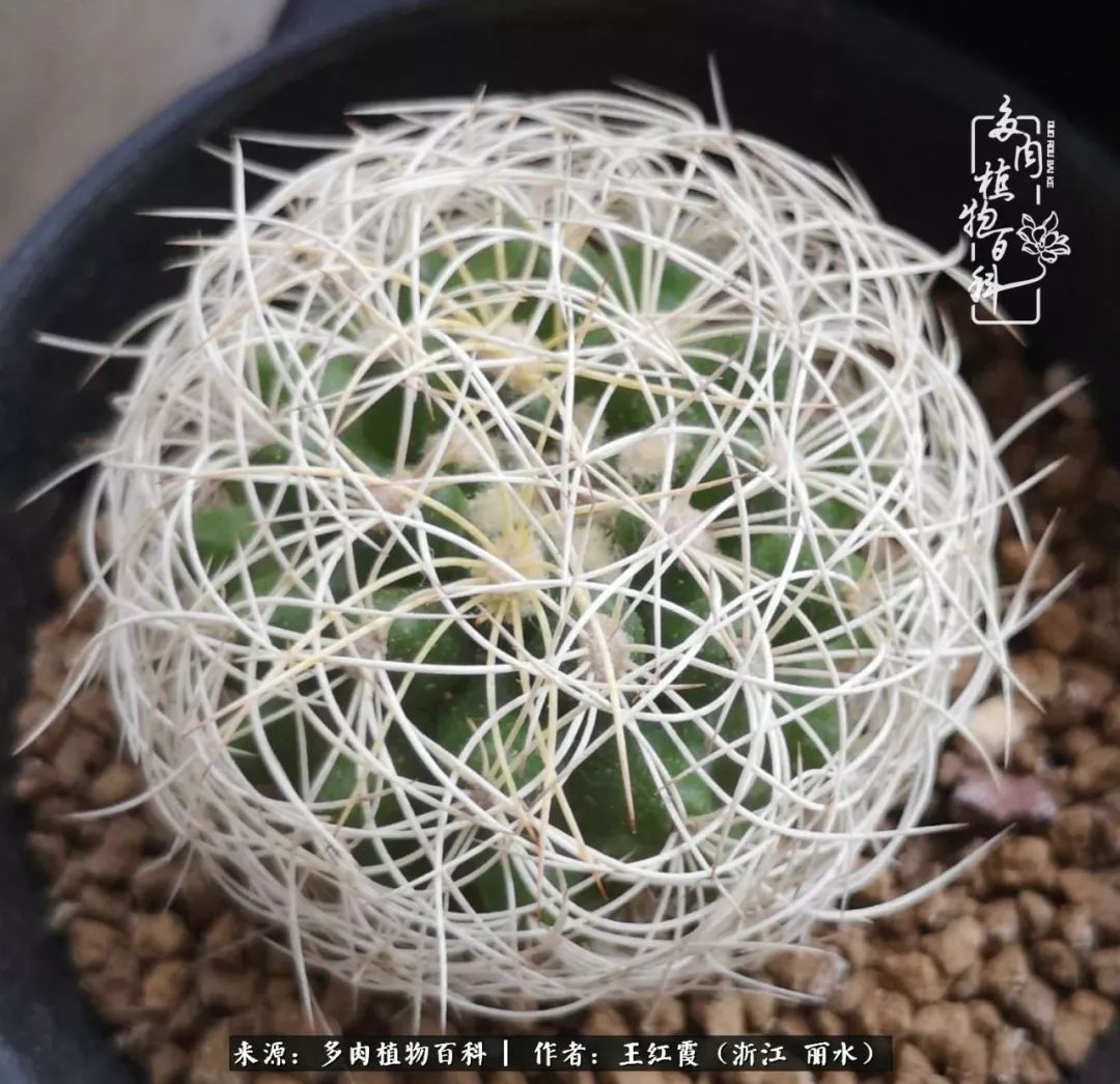 仙人球露养条件,仙人球的露养方法