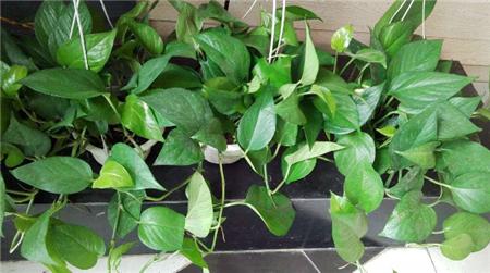 虎皮兰叶片有斑点怎么处理,虎皮兰叶子有黑斑是怎么回事