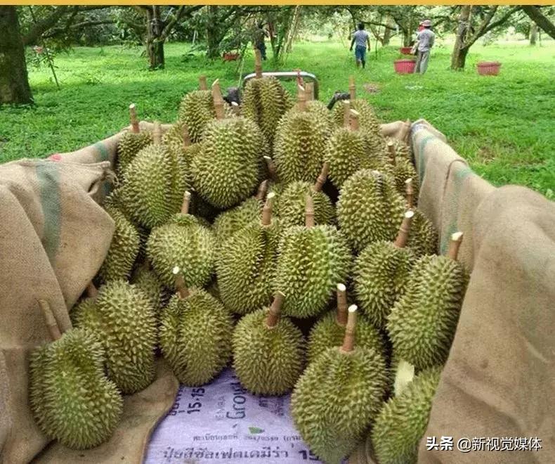 甲仑榴莲口感是榴莲界的爱马仕,榴莲甲仑口感