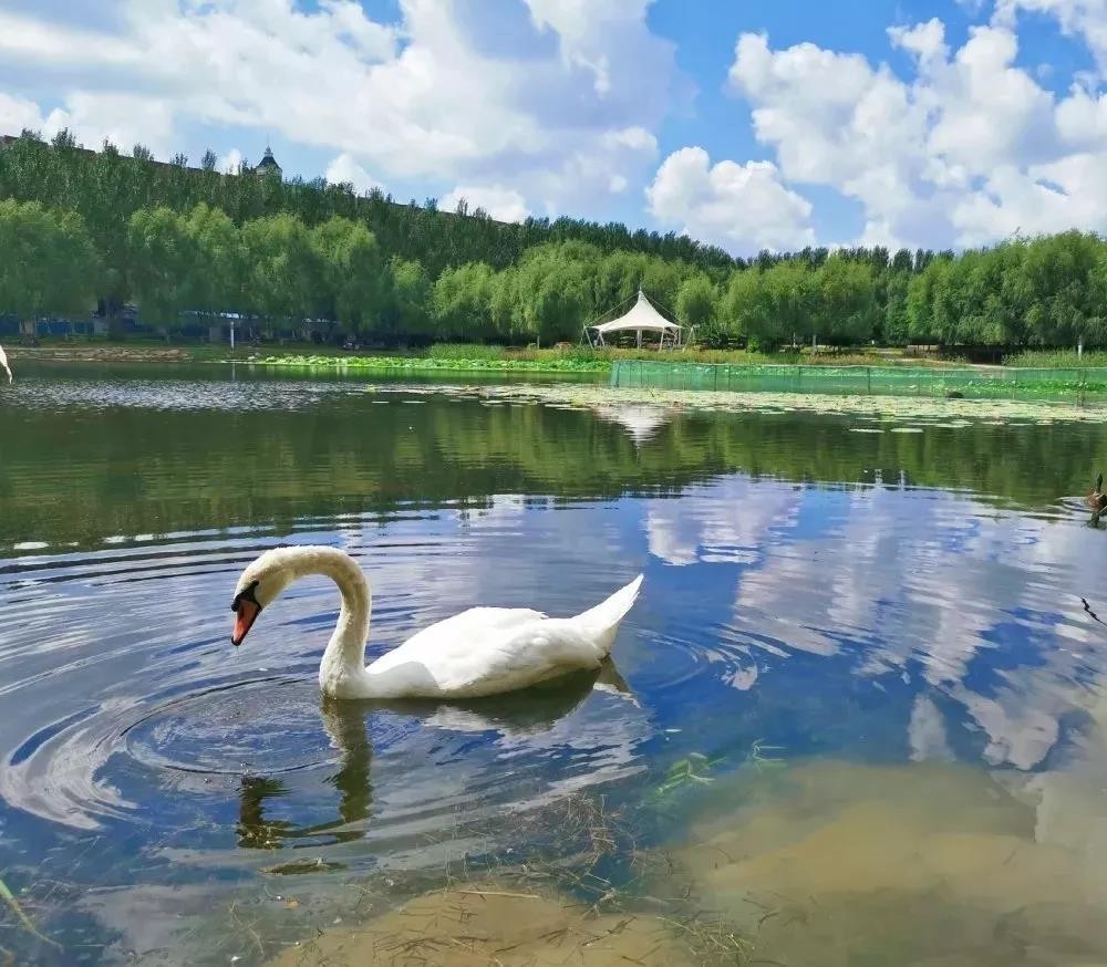 央视新闻中国院士,东北医学界院士