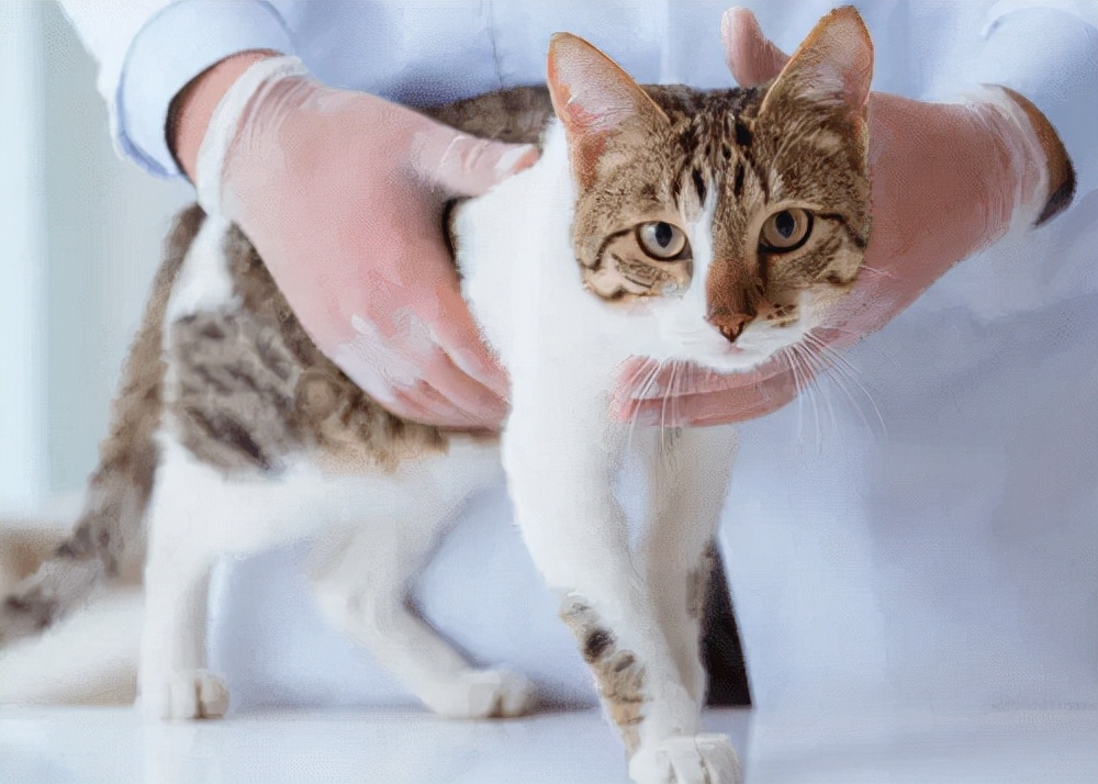 养猫经验猫吃什么发腮,养猫要几岁