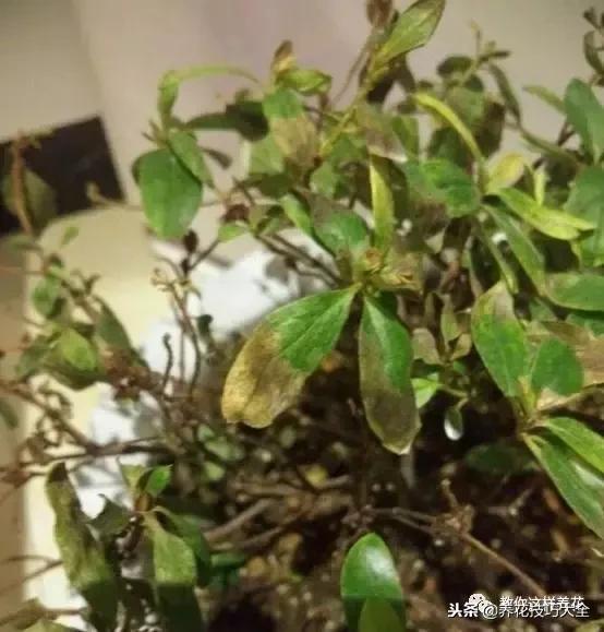 杜鹃花死了能活多久,快死的杜鹃花还能救活吗