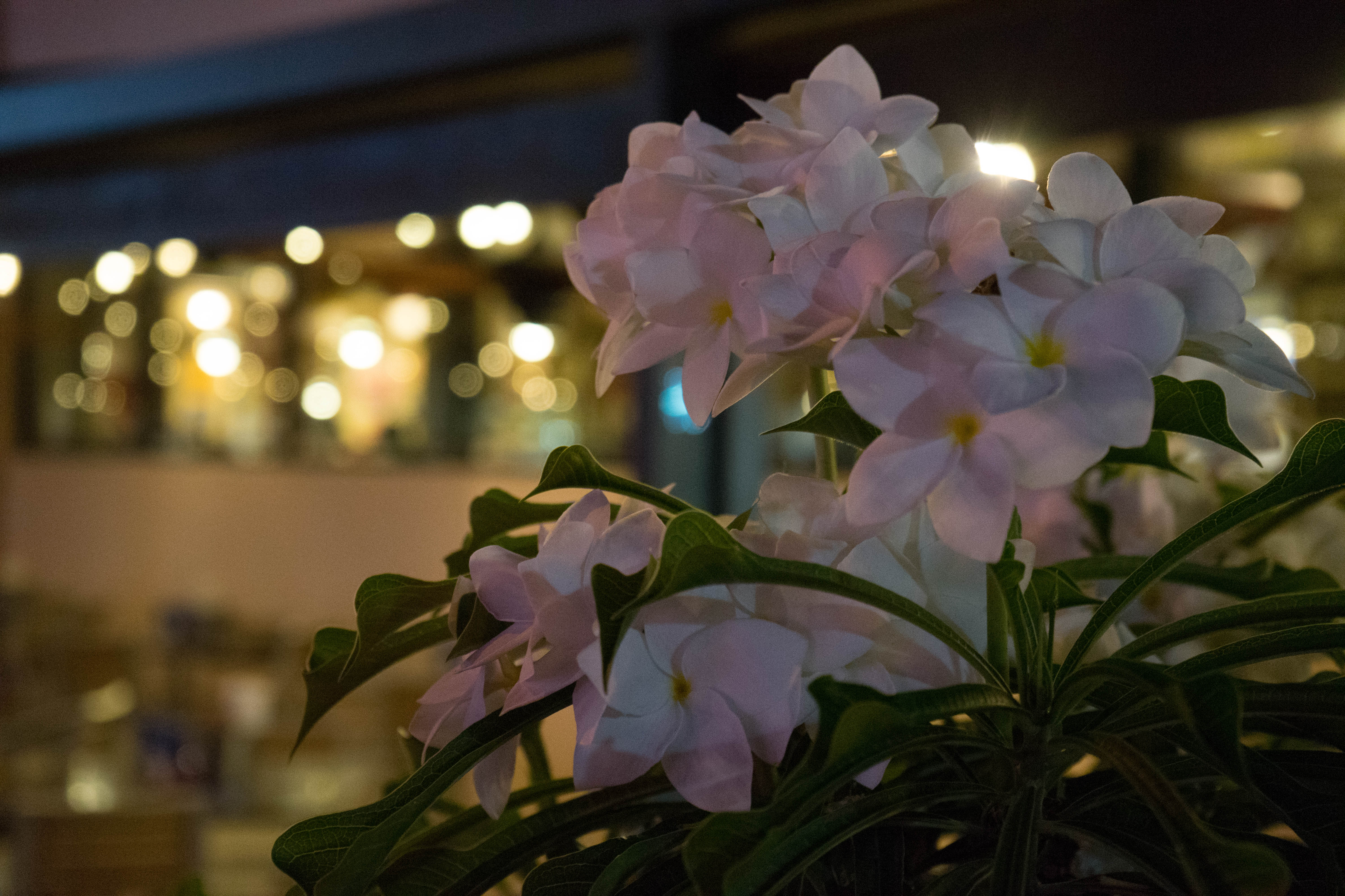 塞班岛蜜月自由行攻略,塞班蜜月旅行攻略