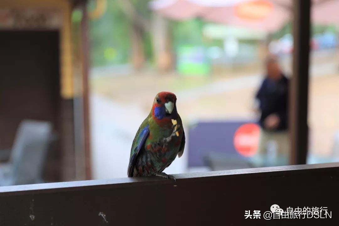 土澳,土澳新闻视频