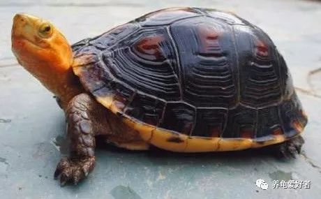 为什么养乌龟臭,乌龟腐皮怎么养