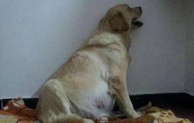 怎样判断狗狗是怀孕还是腹水,狗狗怀孕不吃饭怎么办