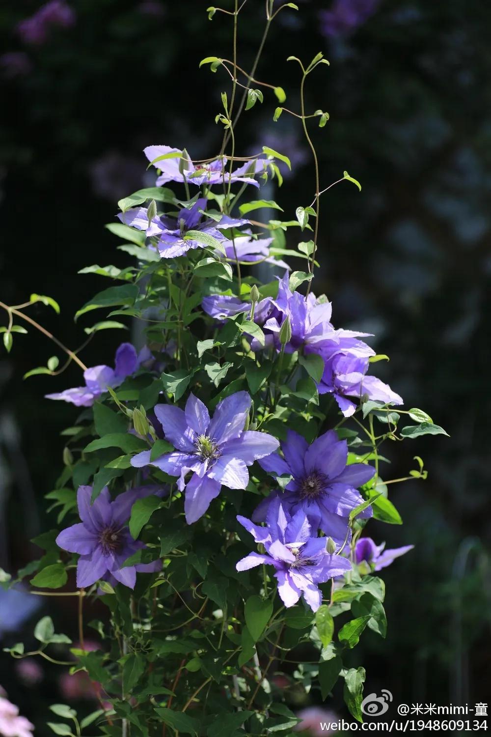 藤本植物皇后铁线莲,藤本皇后铁线莲品种