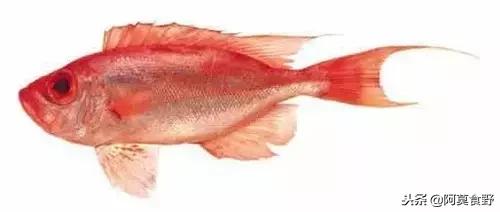 便宜常见海鲜鱼有哪些,各种名贵鱼的种类