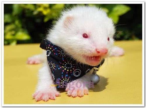 全球十大最小宠物,世界上最便宜很小的小型宠物