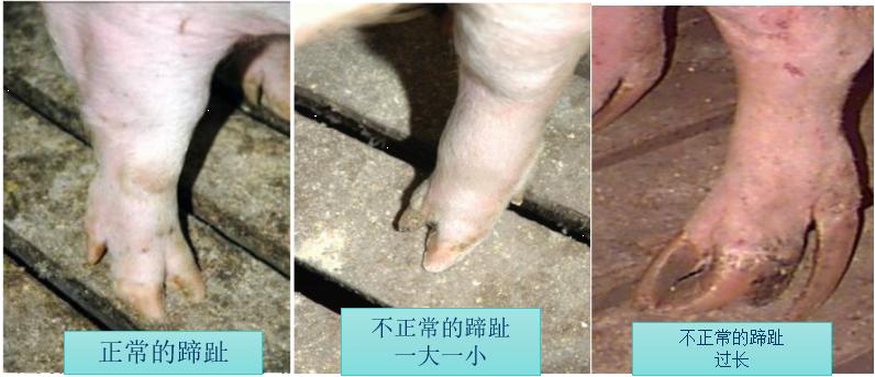 想养猪买不到小猪咋办,母猪养猪技巧和方法最新