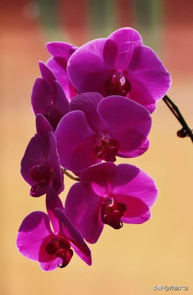 一至十二月的花期,12月到2月份的花期