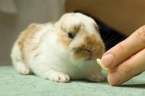 兔子眼皮发红怎么办,兔子脸肿了怎么处置