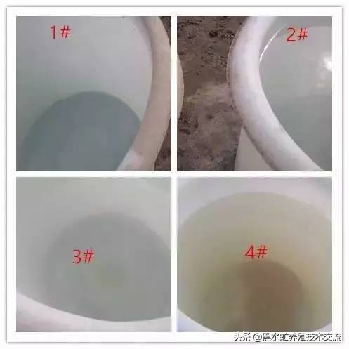 茶话清谈,5句话教你轻松养好虾