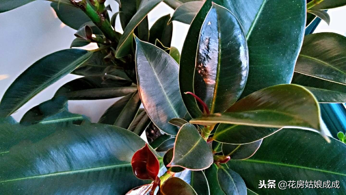 橡皮树不长花苞是什么原因,我的橡皮树不长新叶子怎么解决