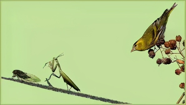 昆虫捕食鸟类视频,能捕食小虫的昆虫