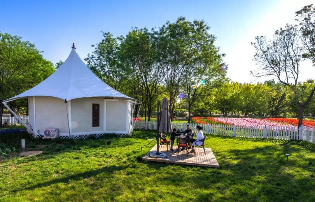 北京菊花花海,北京赏花好去处国际花港