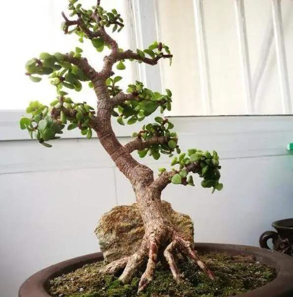 金枝玉叶怎么养能变成老桩,金枝玉叶叶片小好还是大好