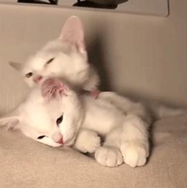 对着猫吹气会怎么样,对着猫吹烟有害吗