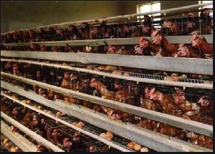 滑液囊支原体能自己好吗,滑液囊支原体有救吗