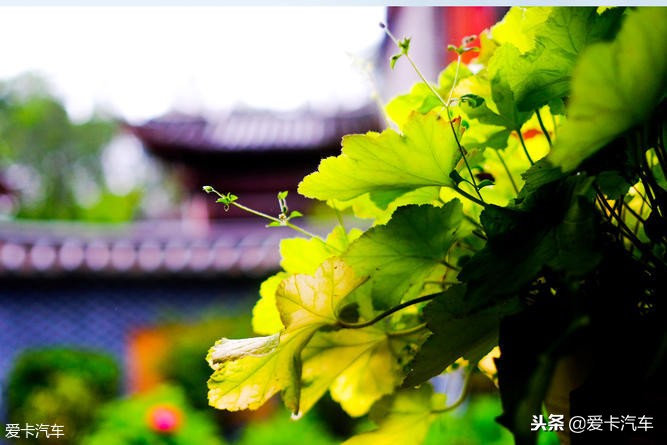 川藏旅行高原之城,川藏旅行美好的回忆