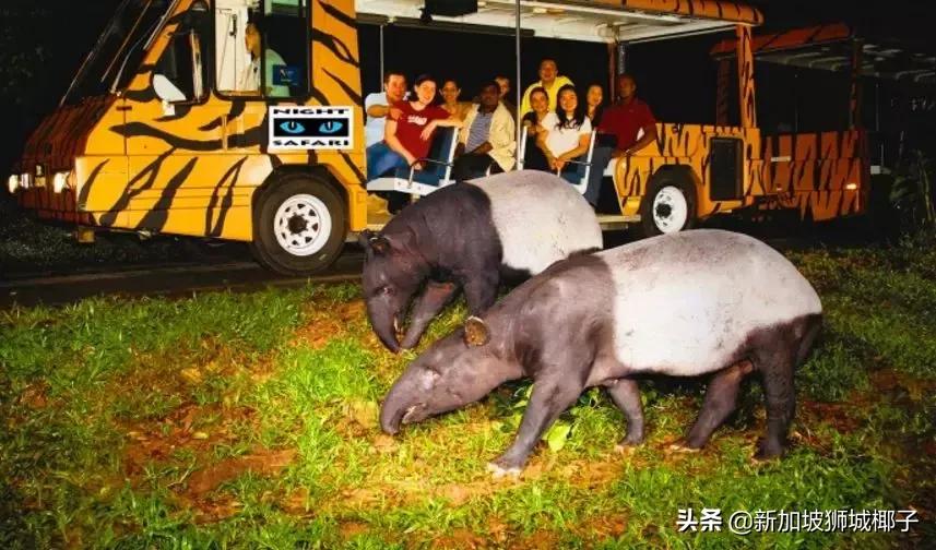 新加坡太小会不会很无聊,新加坡小岛攻略