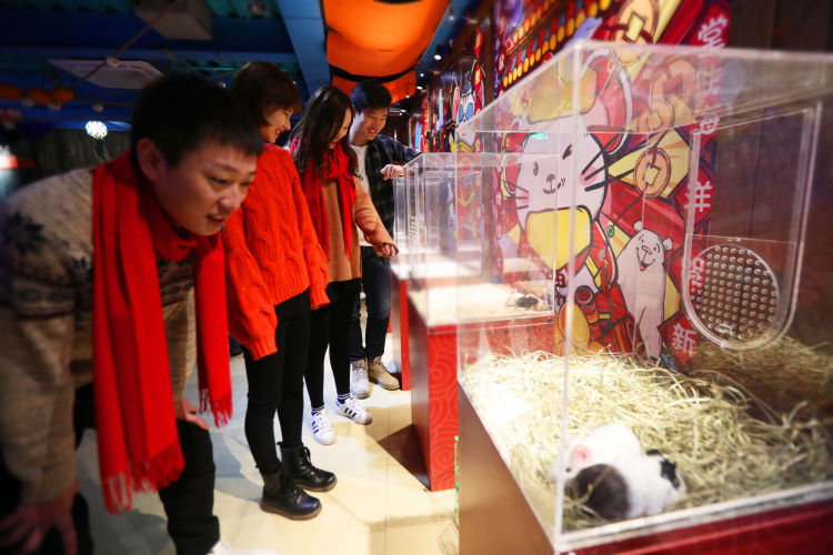 鼠不尽的鲸喜年味,青岛极地春节特惠低至9块9