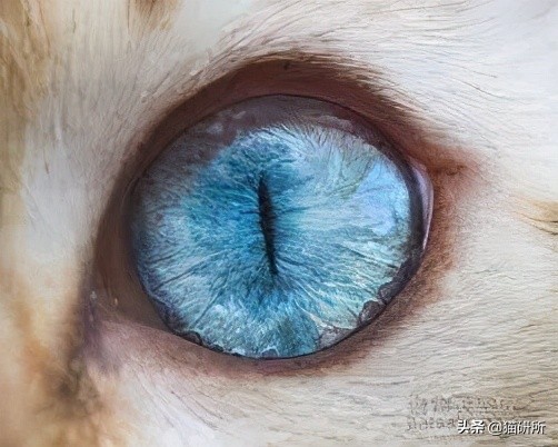 为什么猫咪那么傲娇还有人喜欢,猫咪这么可爱怎么有人舍得伤害