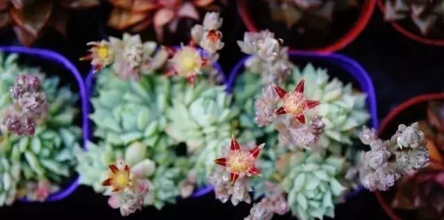 多肉花剑是个宝,多肉花剑可以干什么