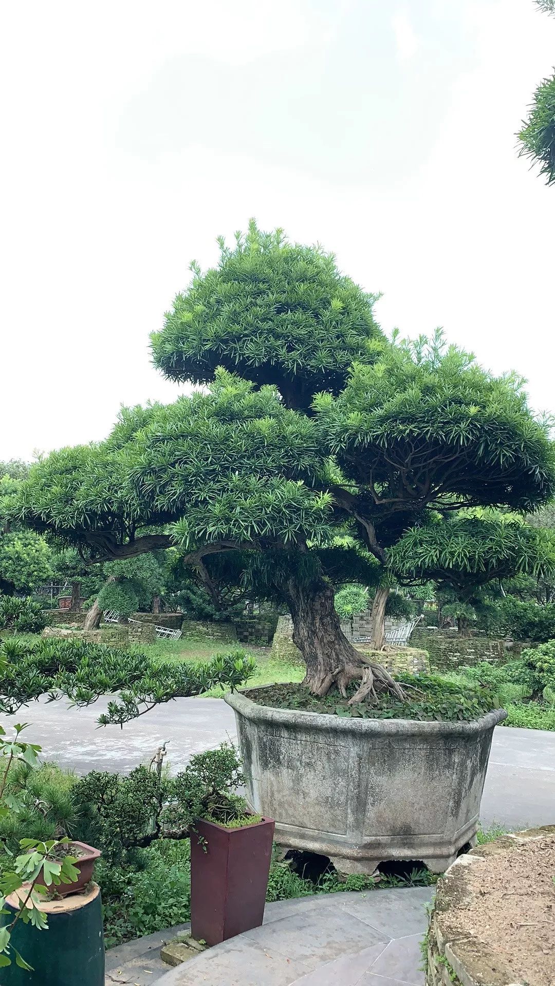 金彩罗汉松苗木,五彩罗汉松苗