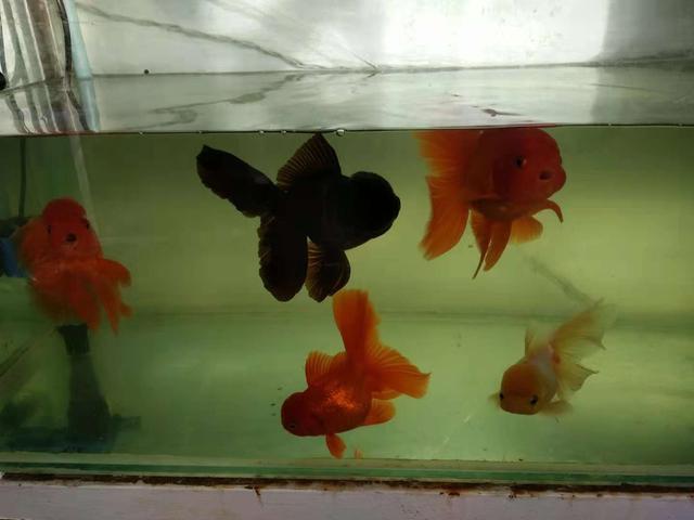 如果金鱼得了白点病多久爆发,金鱼的尾巴烂了还会长吗