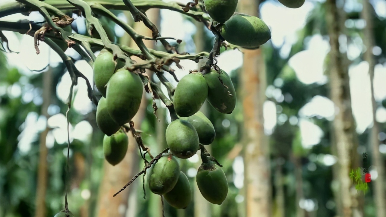 他是瞎子，卖槟榔成富豪，妻子没生儿子，去世后家人争10亿财产