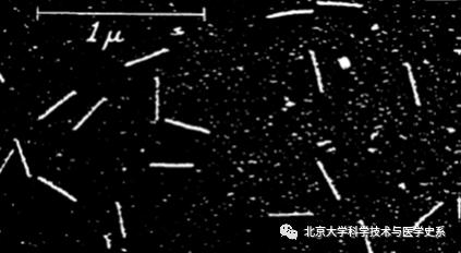 世界第一例病毒是什么,第一个病毒是怎么诞生的