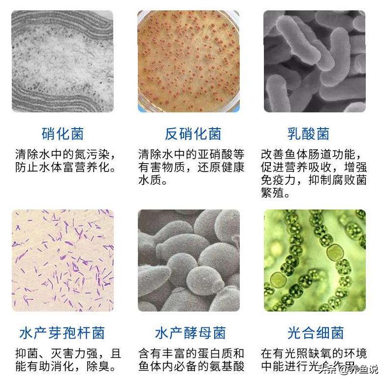 下过滤鱼缸怎么加硝化细菌,鱼缸新开缸硝化细菌怎么加