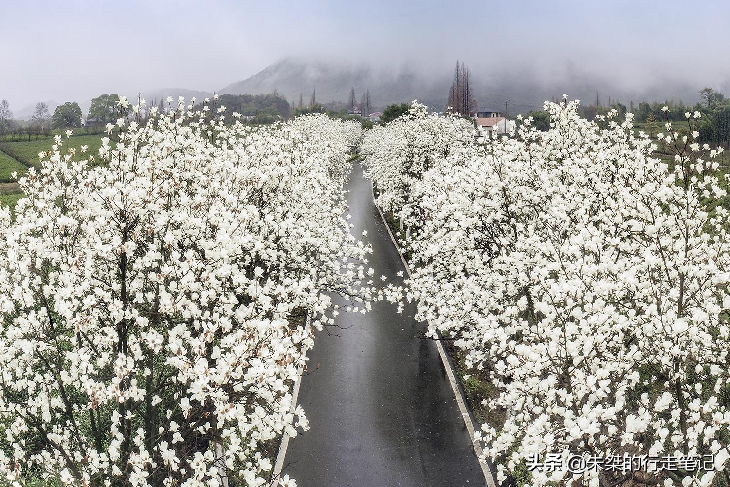 春日莫干山,莫干山春日茶会图片