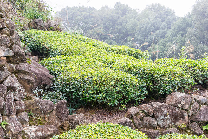 铁观音基础知识全面普及：品质、冲泡、储藏、代表品牌等