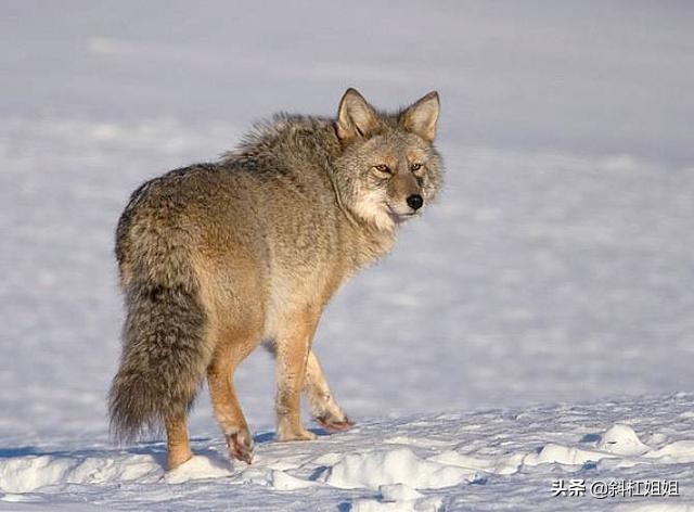 杀蛇要打七寸吗,打蛇为什么就必须得打死