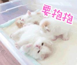 新手养刚出生的小奶猫怎么养,刚出生的小奶猫如何喂养才能养活