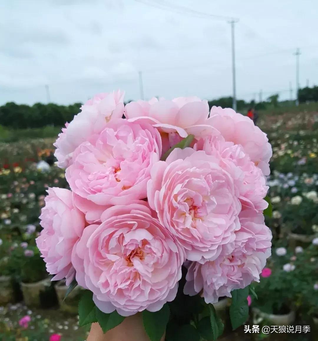 天狼月季新品月季幻紫耐热又梦幻,天狼推荐黄色月季