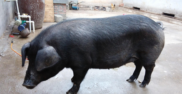 中国42种濒临灭绝的猪,中国土猪灭绝了哪几个品种