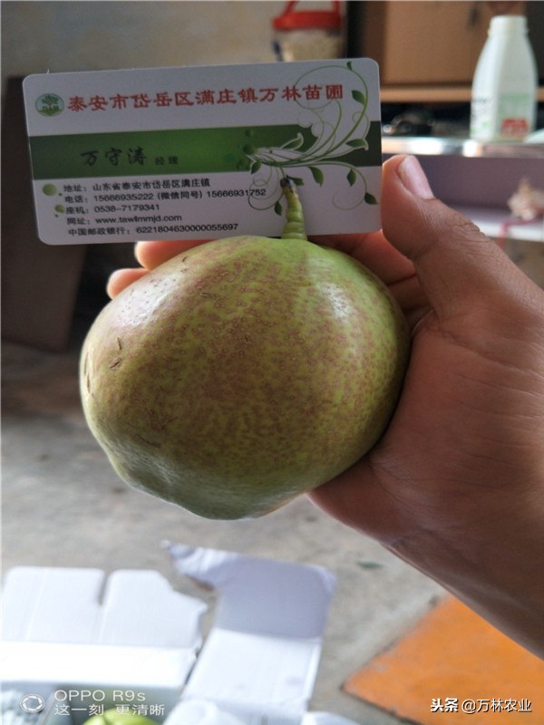 梨树的优良品种有哪些,目前梨树品种最甜的品种