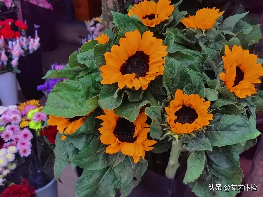 住在明光路的合肥人，太太太幸福了