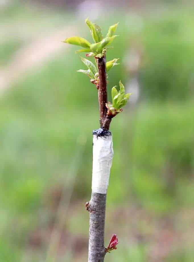 别把“嫁接”想得太苦太难，掌握6个窍门，它可是很好玩的活儿