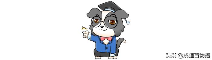 照顾猫猫如何让猫猫快速熟悉自己,怎么让猫猫温顺听话