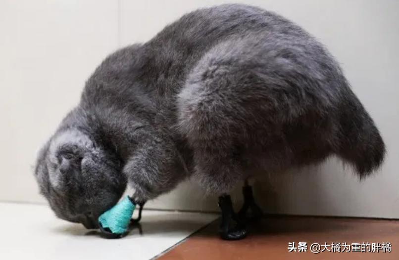蓝猫冻死了,蓝猫牺牲了